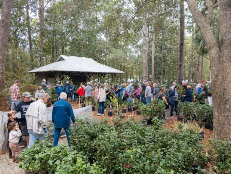 Camellia Festival at Eden Gardens State Park Feb 7