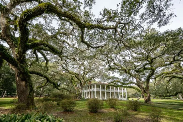 Camellia Festival at Eden Gardens State Park Feb 7