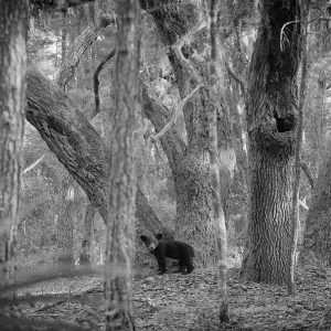 "The Paper Bear" Set For Theatrical Debut Dec 4-6 At Historic Florida Chautauqua Theatre