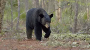 "The Paper Bear" Set For Theatrical Debut Dec 4-6 At Historic Florida Chautauqua Theatre