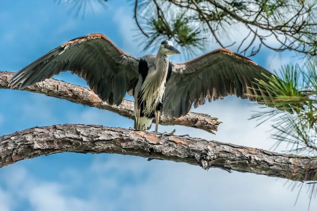 Choctawhatchee Audubon Society