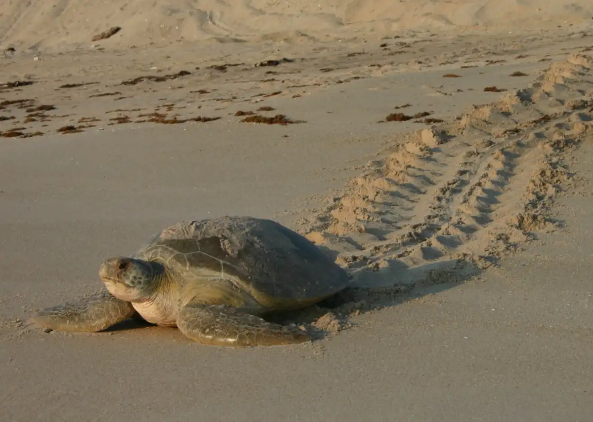 South Walton Turtle Watch