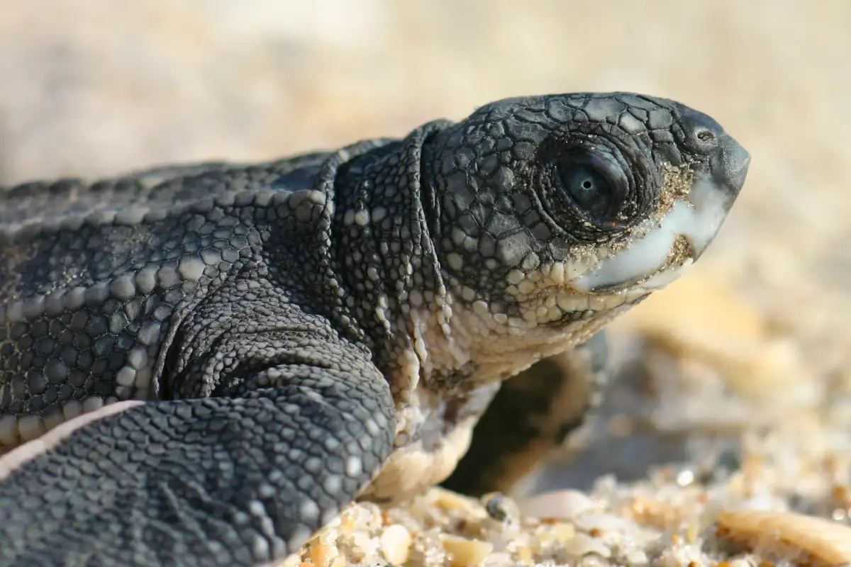 Friends of South Walton Sea Turtles