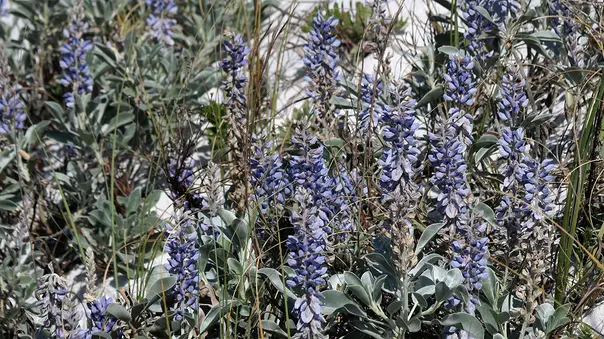 Gulf Coast Lupine.