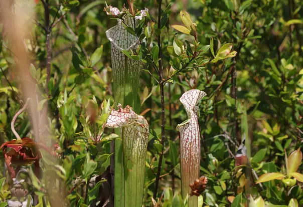 White topped pitcher plants among titi shrubs.