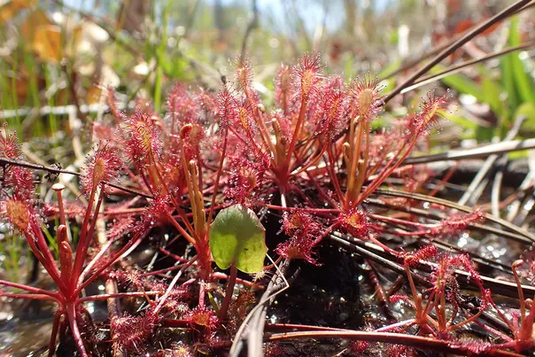 Sundew growing along the bank of a small creek feeding Camp Creek.