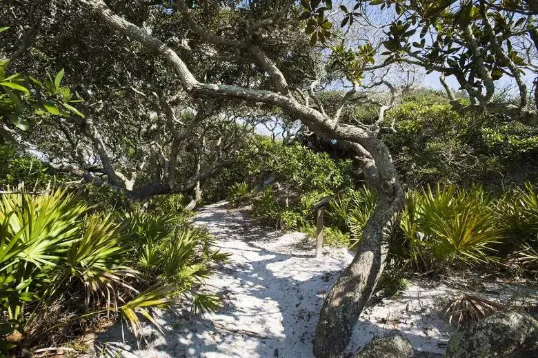 Coastal Dune Lakes Episode 11 - Prayer of the Woods
