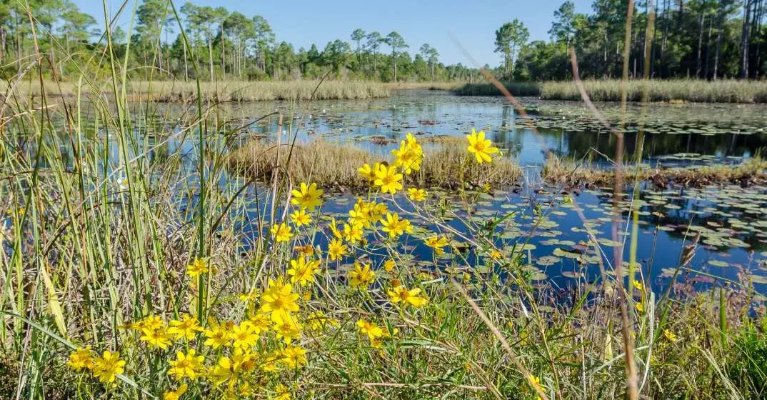 Volunteer Opportunities in South Walton