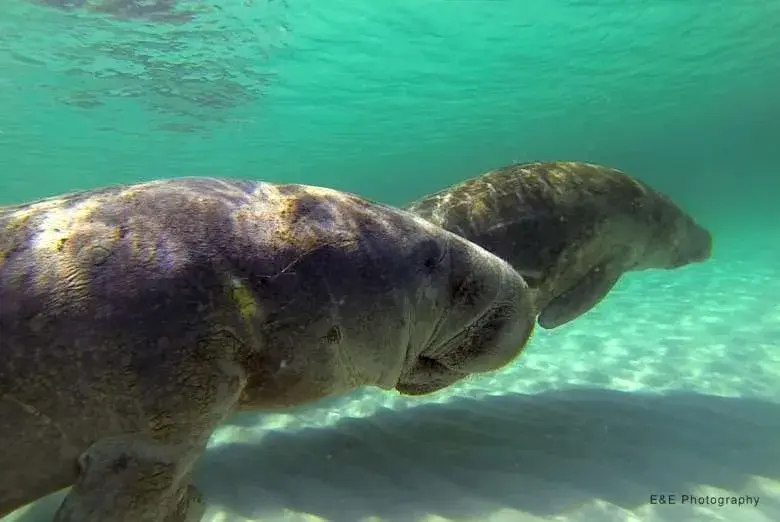 Swimming with Seven Manatees in Sandestin