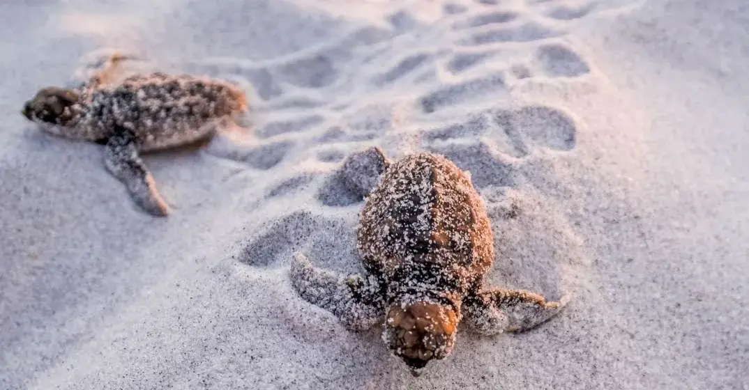 Sea Turtle Season Spans South Walton Summer