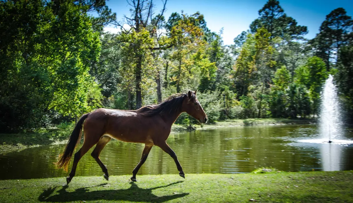 Alaqua Animal Refuge