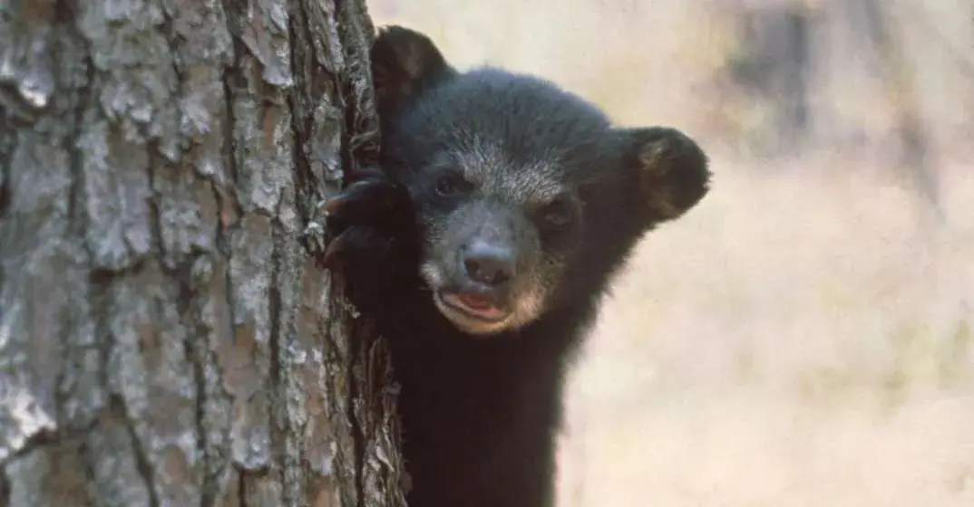 Bears In Unexpected Places In Walton County, Florida