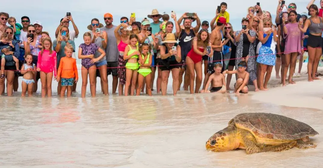 Crystal Clear Waters Welcome Home Seven Sea Turtles