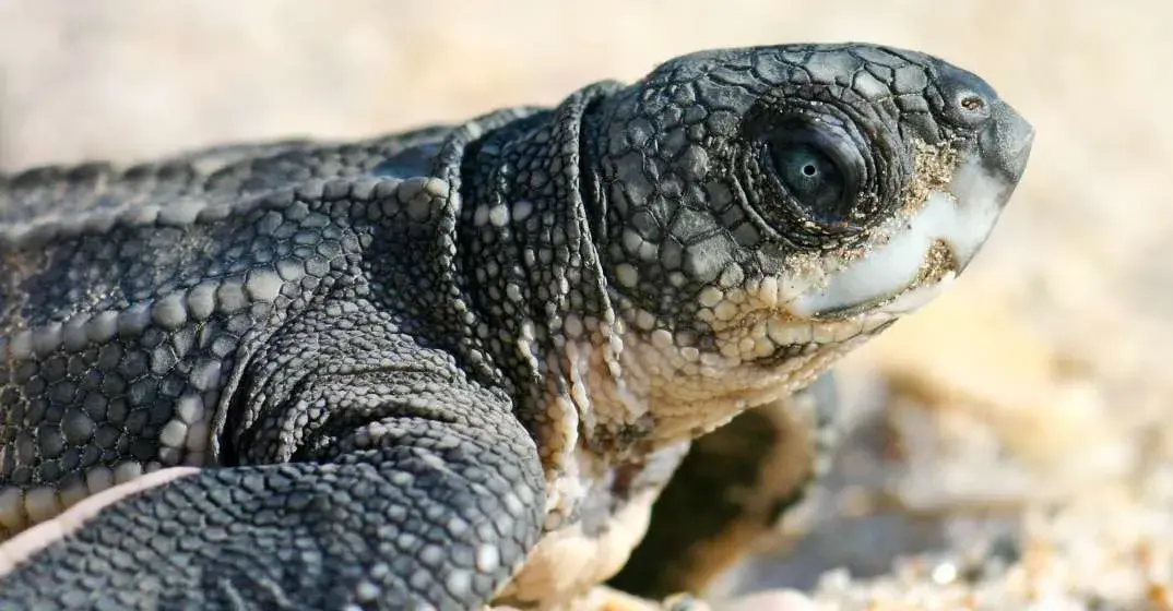 Help Sea Turtles Survive: Tips On Helping Hatchlings
