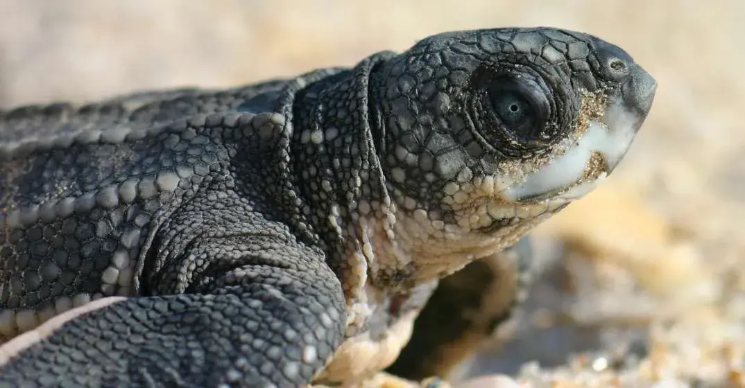 South Walton Turtle Season Facts