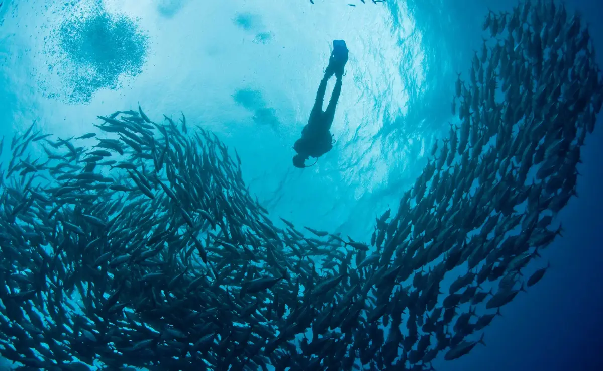 South Walton Artificial Reef Association