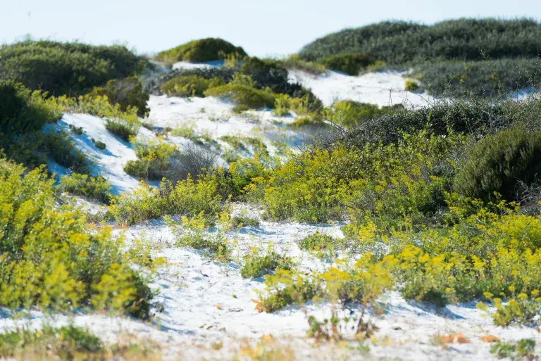St. Andrews State Park