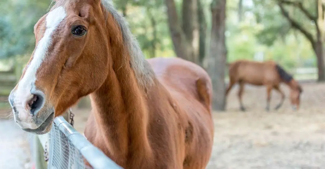 Bluegrass Barn Jam & Fall Fest At Alaqua Animal Refuge Nov 14