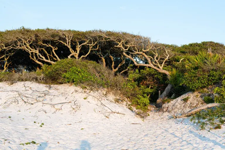Barrier Dune Nature Trail