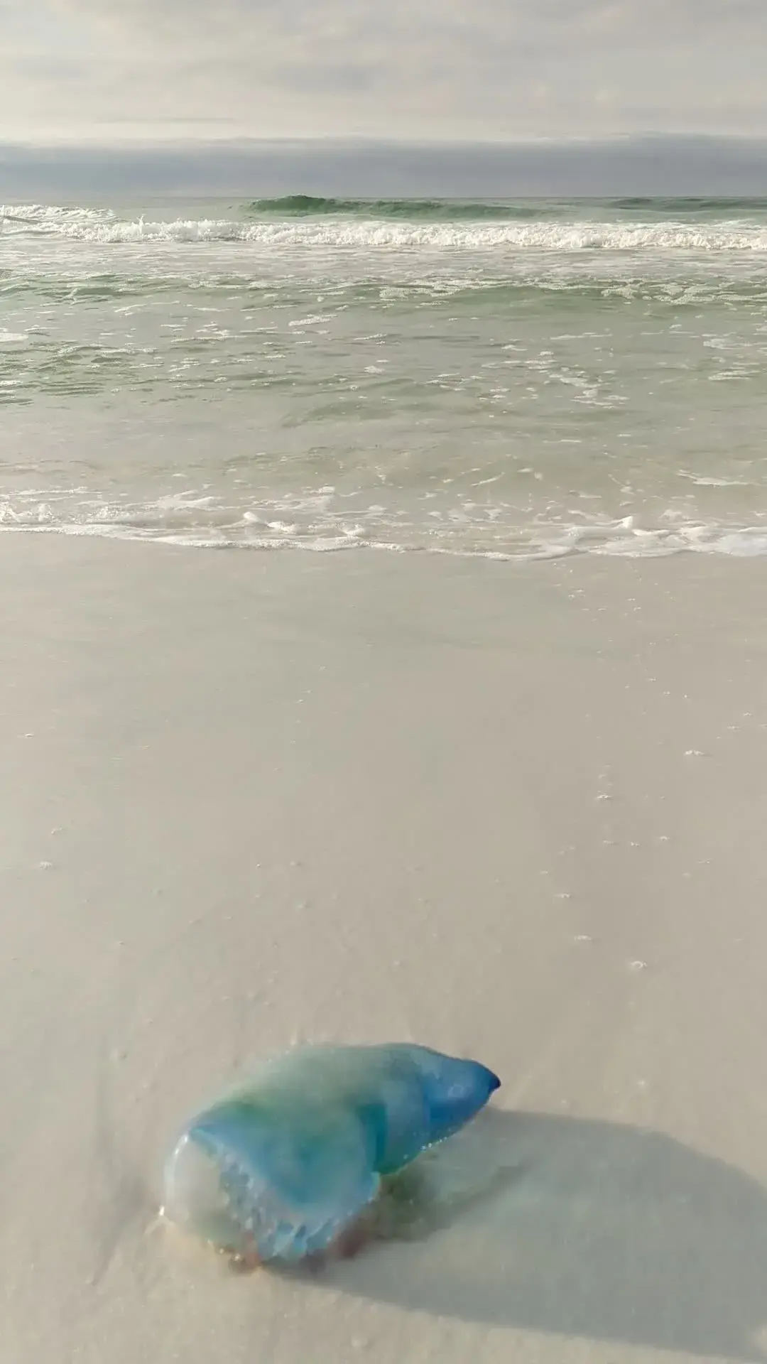 SoWal Sea Critter