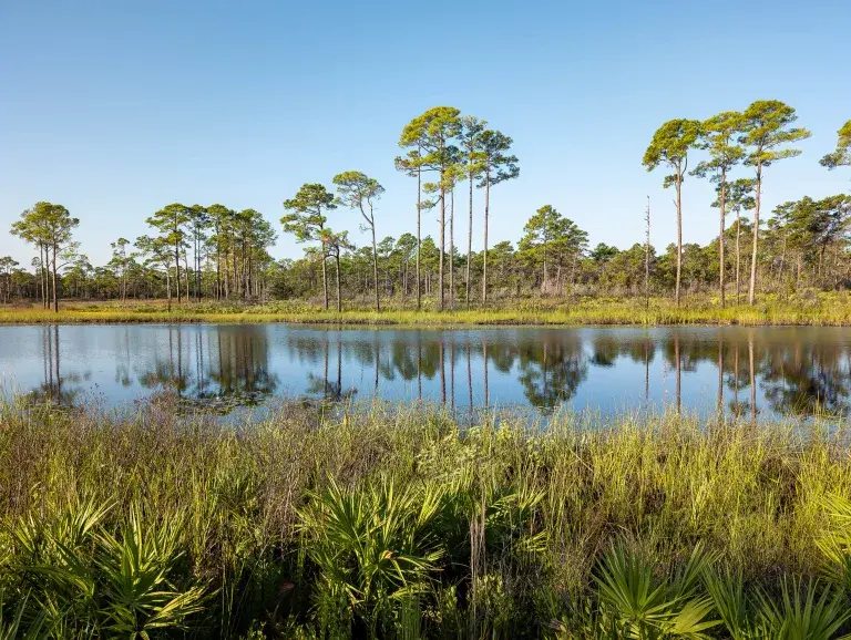 Grayton Beach Flatwoods Trail