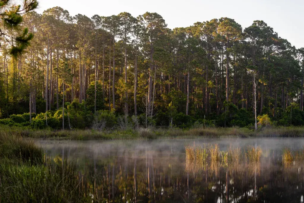 Celebrating & Educating: South Walton Coastal Dune Lakes Week Is November 2-6