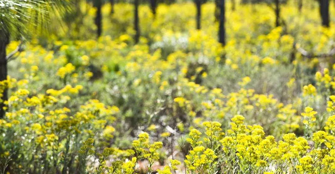Point Washington State Forest Comes Alive
