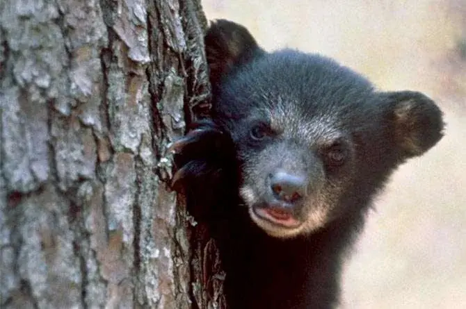 South Walton's Black Bears Active in the Fall
