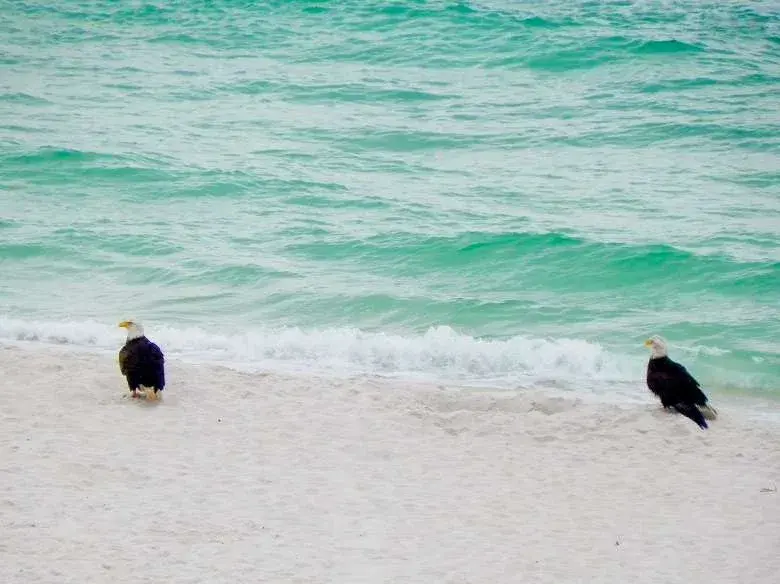 American Bald Eagle Pair Hang Out on Seagrove Beach