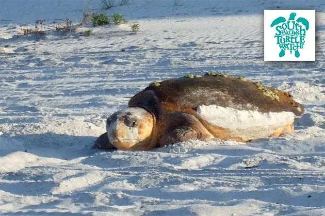 South Walton Sea Turtle Summer Season