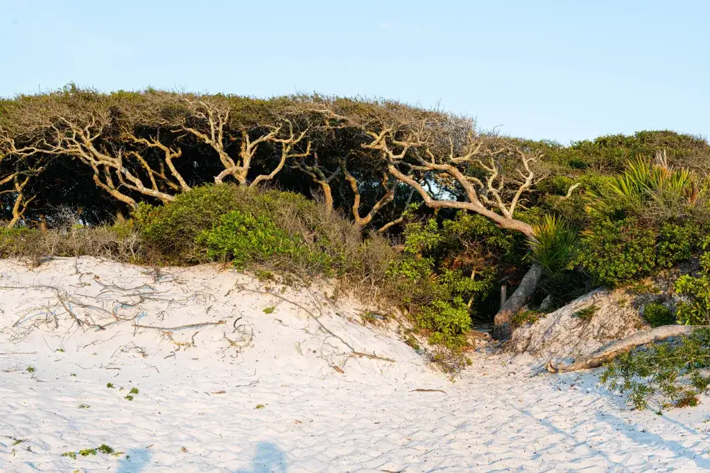 Barrier Dune Nature Trail