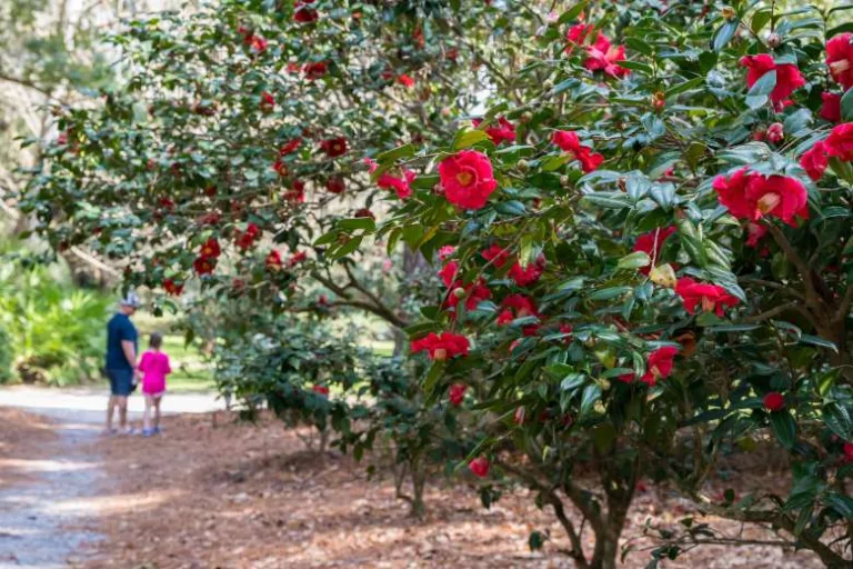 Camellia Festival at Eden Gardens State Park Feb 7